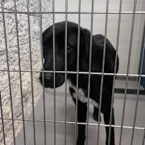 Thumbnail photo of Omanuel #2