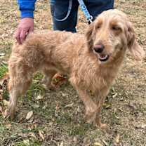 Thumbnail photo of 4PAWS Sandy #1