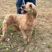 Thumbnail photo of 4PAWS Sandy #2