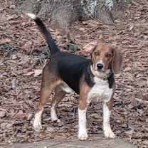 Thumbnail photo of Cooper #1