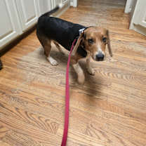 Thumbnail photo of Cooper #2