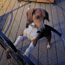 Thumbnail photo of Cooper #3