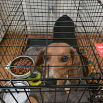 Thumbnail photo of Cooper #4