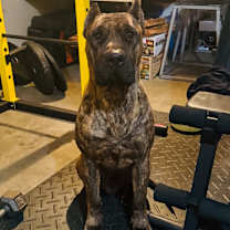 Thumbnail photo of Loki #1