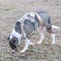 Thumbnail photo of Perdita #1