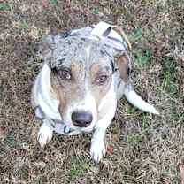 Thumbnail photo of Perdita #2