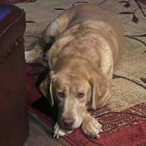 Thumbnail photo of Dozer #1