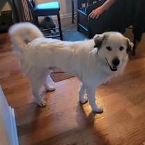 Thumbnail photo of CoCo #4