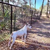 Thumbnail photo of Holly #4