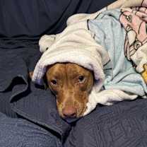 Thumbnail photo of Odin #3