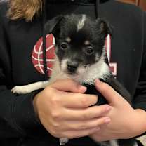 Thumbnail photo of ASHER #1