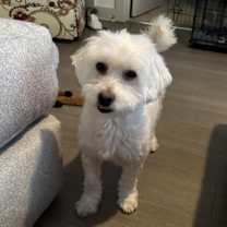 Thumbnail photo of Lucky #1