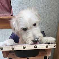 Thumbnail photo of Sake #4