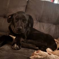 Thumbnail photo of Loki #3