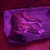 Thumbnail photo of Pax #2