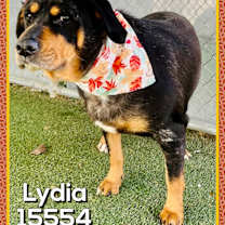 Thumbnail photo of LYDIA #2