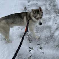 Thumbnail photo of Apollo #2