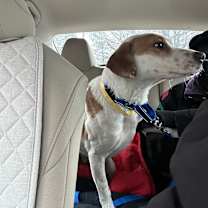 Thumbnail photo of Chickie #2