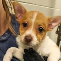 Thumbnail photo of Chewy #1