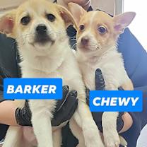 Thumbnail photo of Chewy #2