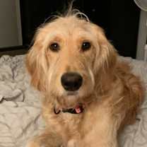 Thumbnail photo of Abby #4