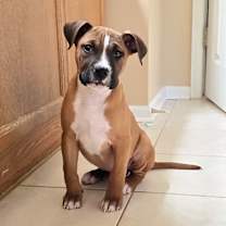 Thumbnail photo of Dasher #2