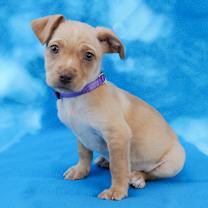 Thumbnail photo of STRATUS #1