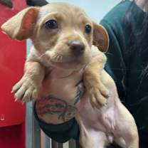 Thumbnail photo of STRATUS #2