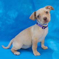 Thumbnail photo of STRATUS #3