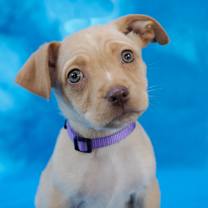 Thumbnail photo of STRATUS #4