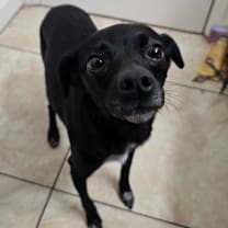 Thumbnail photo of Daisy #2