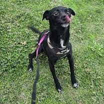 Thumbnail photo of Daisy #3