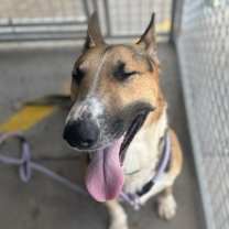 Thumbnail photo of Barksdale (C000-502) - Chino Hills Location #3