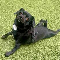 Thumbnail photo of Tytus #4