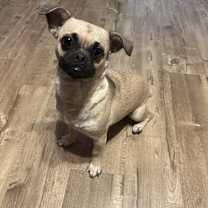 Thumbnail photo of Yama #1