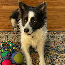 Thumbnail photo of Meg #1