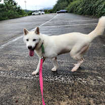 Thumbnail photo of Hoya #3