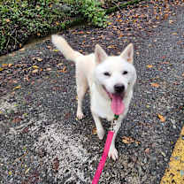 Thumbnail photo of Hoya #4