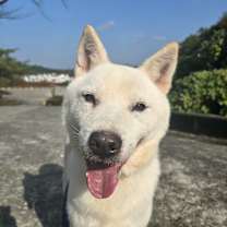 Thumbnail photo of Hoya #1