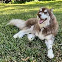 Thumbnail photo of Diesel #1