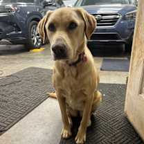 Thumbnail photo of Shiloh #1