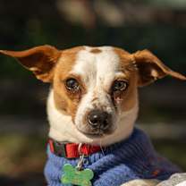 Thumbnail photo of Jake #4