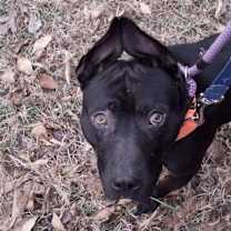 Thumbnail photo of Rook #2