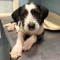 Thumbnail photo of Weigel #1