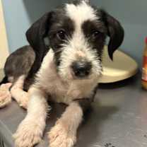 Thumbnail photo of Weigel #2