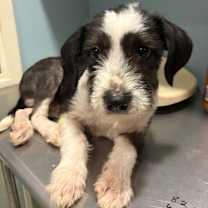 Thumbnail photo of Weigel #3