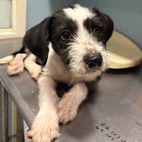 Thumbnail photo of Weigel #4