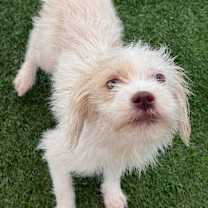 Thumbnail photo of Cratchit #1