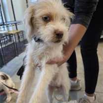 Thumbnail photo of Cratchit #2