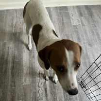 Thumbnail photo of Budgie #4